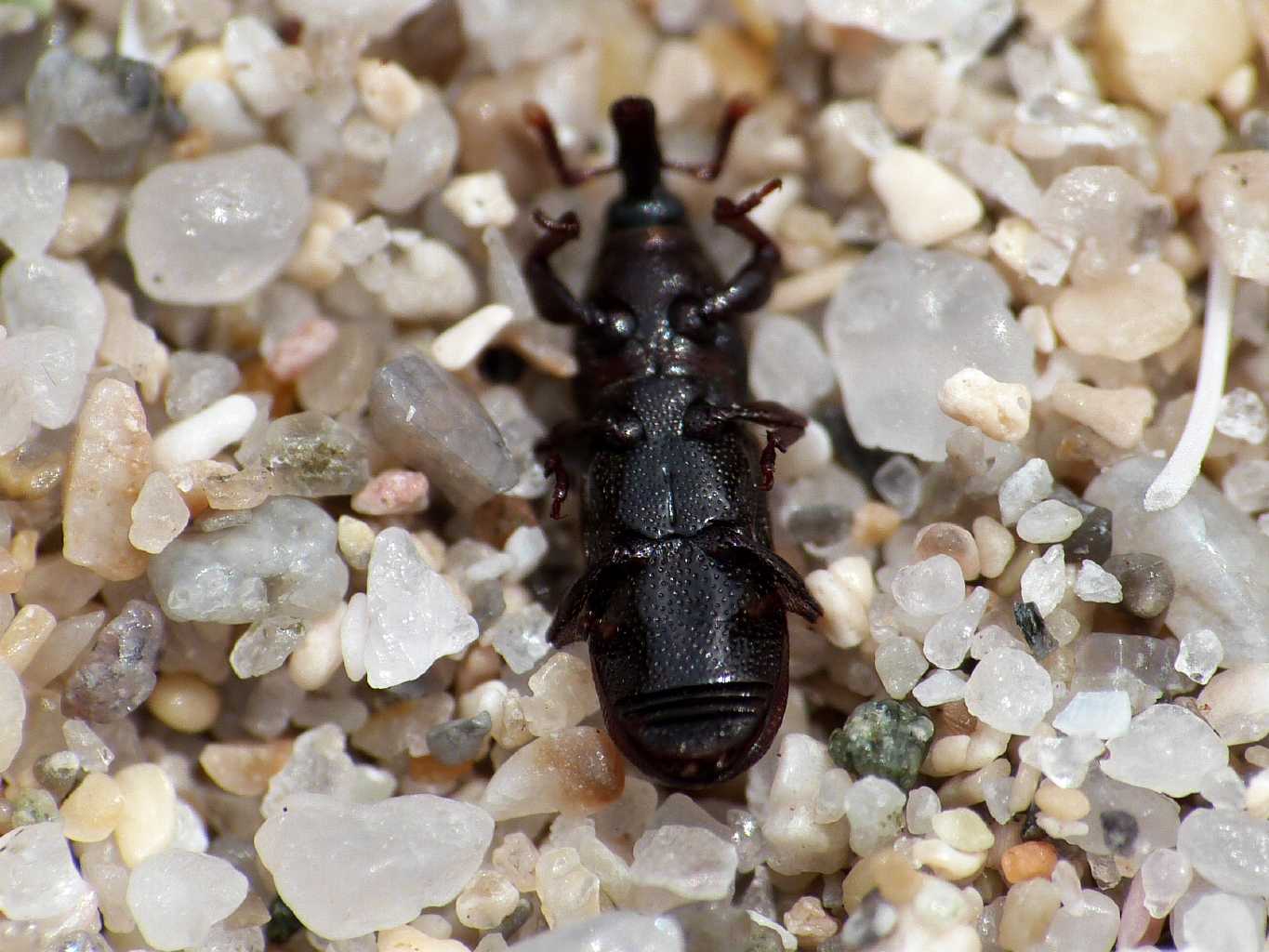 Piccoli Curculionidae? Mesites pallidipennis (Sardegna)